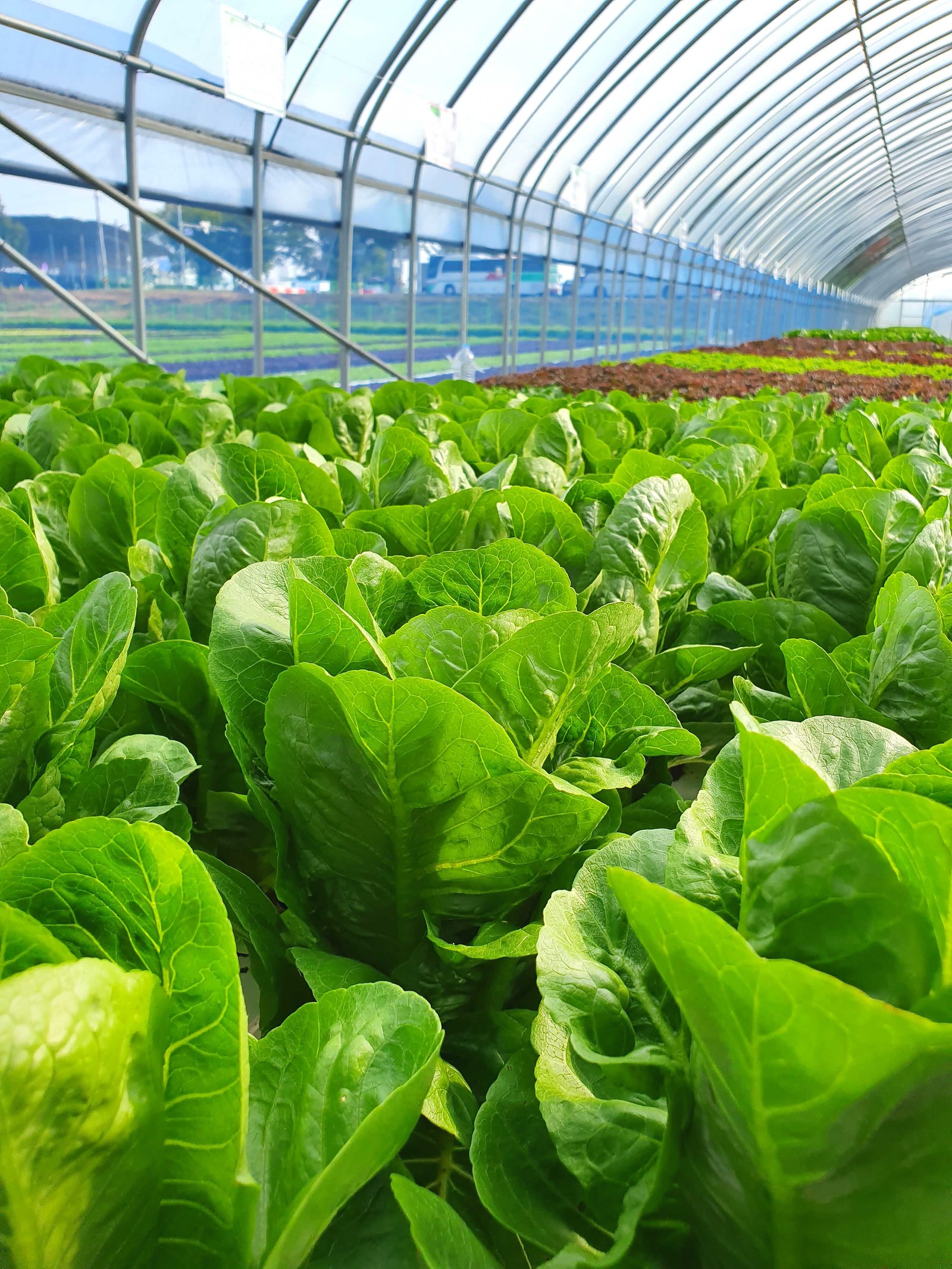 Rejo Farm