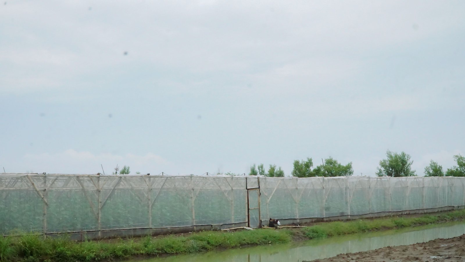 Wisata Petik Melon Rejo Farm
