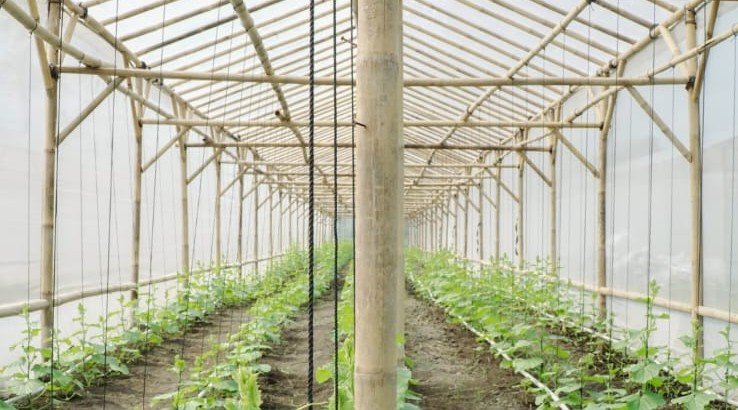 Pertanian Melon Organik