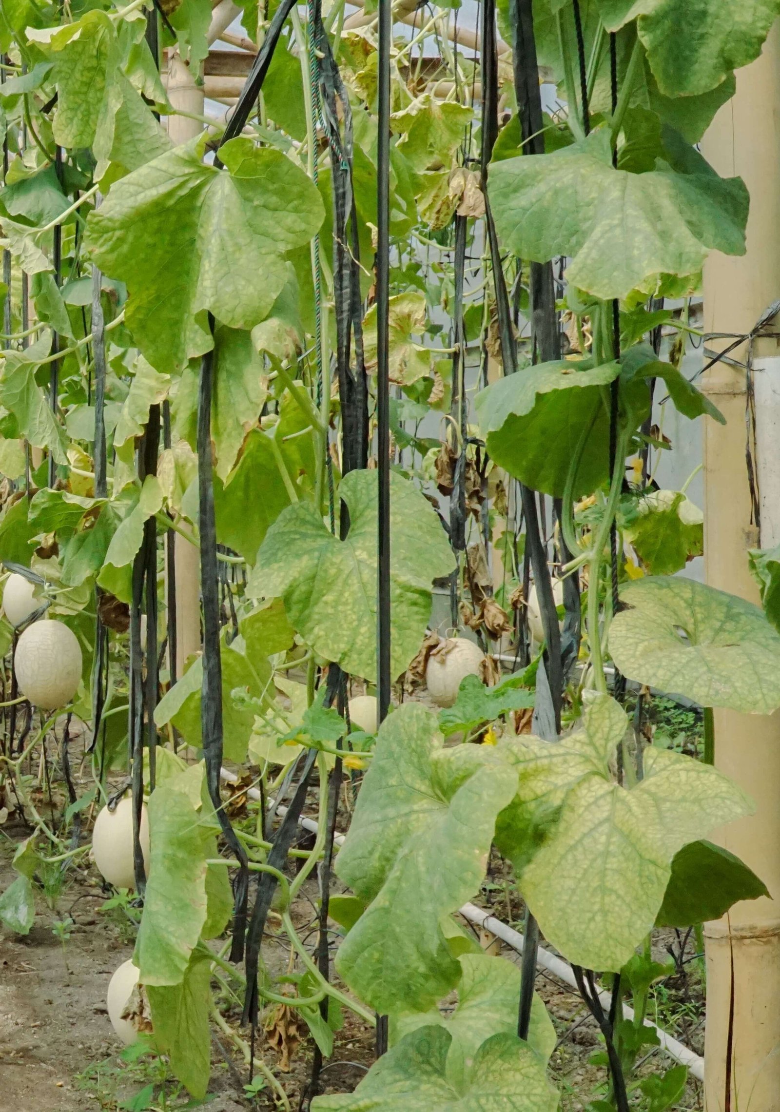Rejo Farm